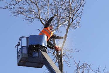 crane tree removal service Raleigh
